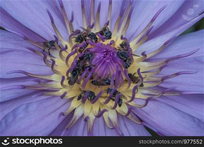 Top View of Beautiful Lotus and bees, Natural purple lotus background, Close-up of tropical lotus flower. copy space.
