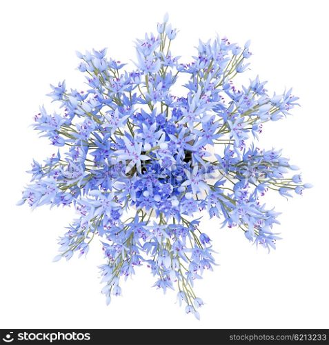 top view of blue flowers in vase isolated on white background. 3d illustration