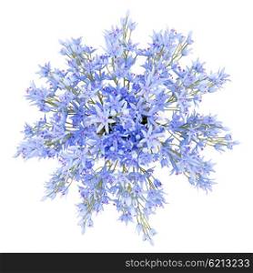 top view of blue flowers in vase isolated on white background. 3d illustration