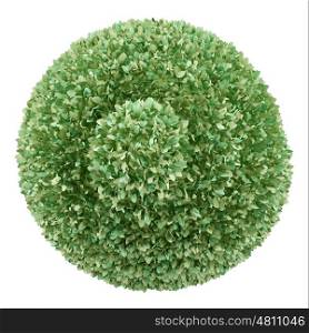 top view of boxwood plant isolated on white background. 3d illustration