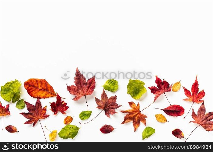 Top view of bright autumn leaves on the bottom of shot. White background. Top view of bright autumn leaves on white