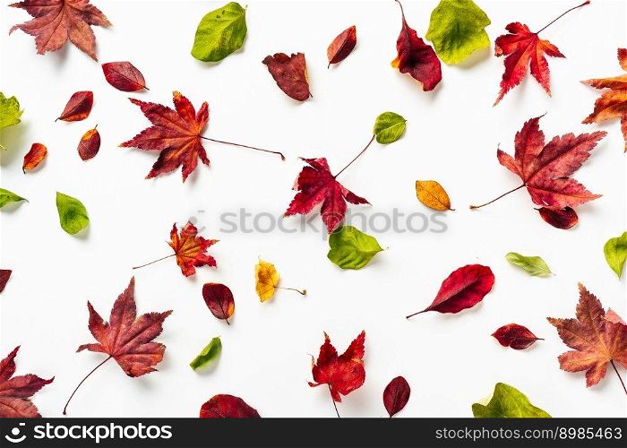 Top view of bright autumn leaves on white background. Holidays, greeting card design. Nature background. Top view of bright autumn leaves on white