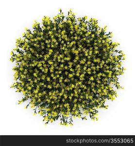 top view of broom flowers isolated on white background