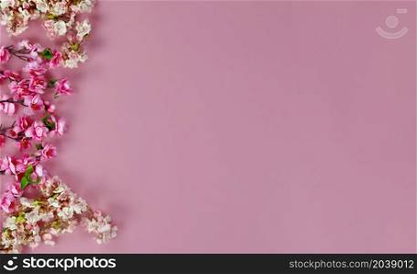 Top view of cherry blossoms forming border on left side on a pink background for Mothers Day or Easter holiday concept