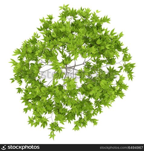 top view of cherry tree isolated on white background. 3d illustration. top view of cherry tree isolated on white background. 3d illustr