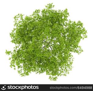 top view of cherry tree isolated on white background. 3d illustration. top view of cherry tree isolated on white background. 3d illustr
