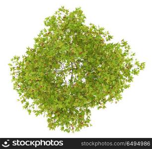 top view of cherry tree with cherries isolated on white background. 3d illustration. top view of cherry tree with cherries isolated on white backgrou