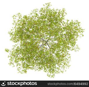 top view of cherry tree with cherries isolated on white background. 3d illustration. top view of cherry tree with cherries isolated on white backgrou