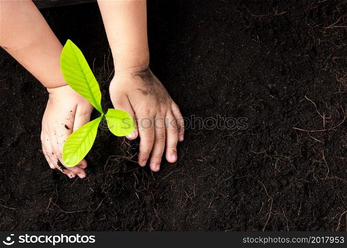 Top view of child hand planting young tree seedling on black soil at the garden, Concept of global pollution, Save Earth day and Hand Environment conservation