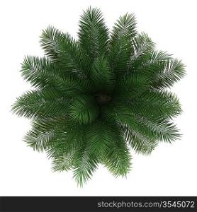 top view of chilean wine palm tree isolated on white background