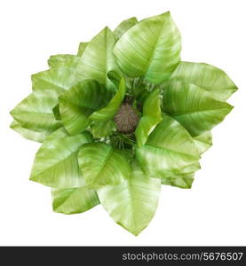 top view of climbing houseplant in pot isolated on white background