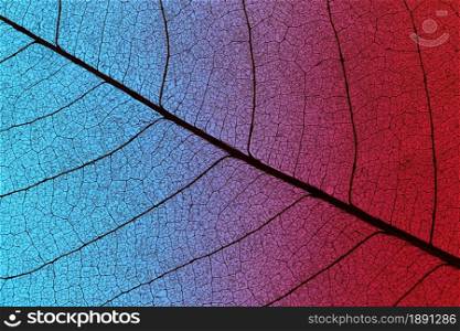 top view of colored textured leaf. Resolution and high quality beautiful photo. top view of colored textured leaf. High quality and resolution beautiful photo concept