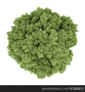 top view of common ash tree isolated on white background. 3d illustration
