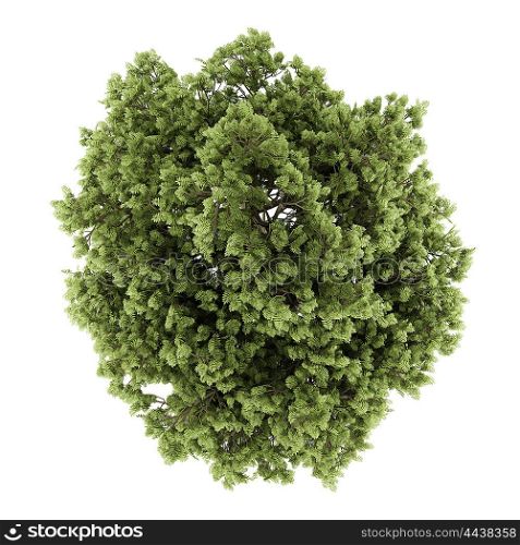 top view of common ash tree isolated on white background. 3d illustration