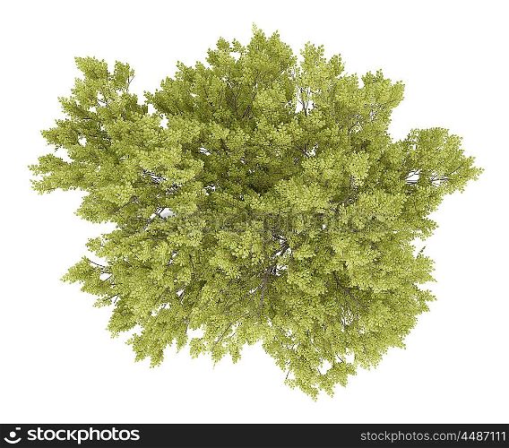 top view of common beech tree isolated on white background. 3d illustration