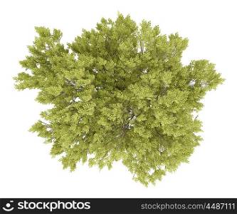 top view of common beech tree isolated on white background. 3d illustration