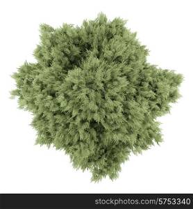top view of crack willow tree isolated on white background