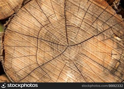 Top view of cut tree stump on a sunny day