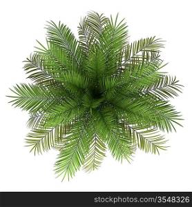 top view of date palm tree isolated on white background