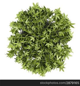 top view of decorative climbing plant in pot isolated on white background