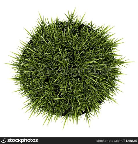 top view of decorative grass in pot isolated on white background
