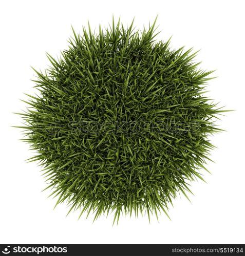 top view of decorative grass isolated on white background