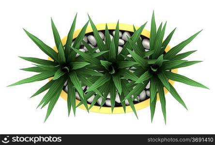 top view of decorative houseplant in yellow pot isolated on white background