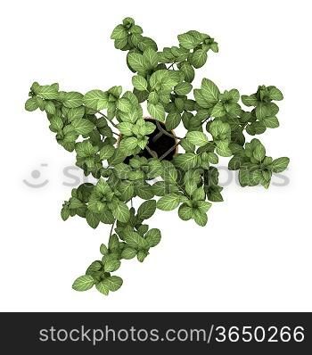 top view of decorative plant in pot isolated on white background