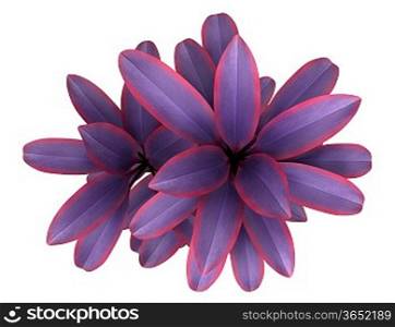 top view of decorative purple plant isolated on white background