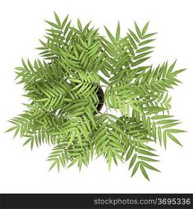top view of decorative tree in pot isolated on white background