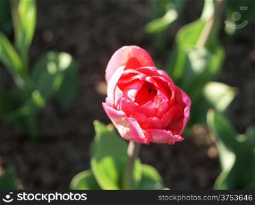 Top view of double-flowering pink tulip