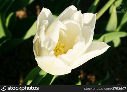 Top view of double-flowering white tulip
