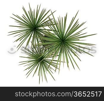 top view of dracaena plant in pot isolated on white background