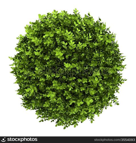 top view of dwarf english boxwood isolated on white background