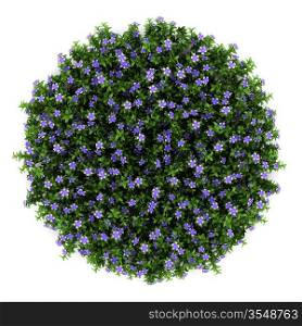 top view of dwarf periwinkle flowers isolated on white background