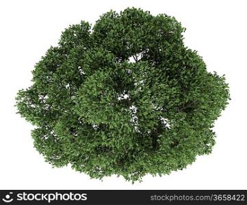 top view of english oak tree isolated on white background