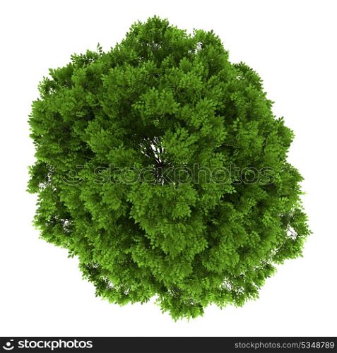 top view of european ash tree isolated on white background
