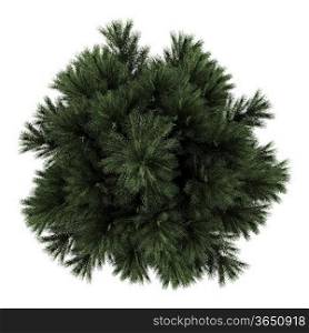 top view of european black pine tree isolated on white background