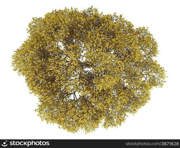 top view of fall english oak tree isolated on white background