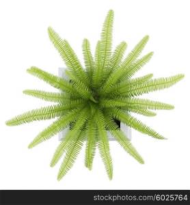 top view of fern plant in pot isolated on white background