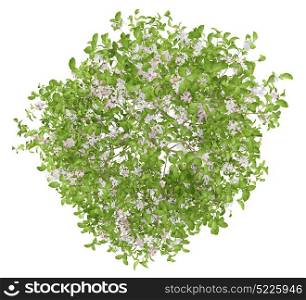 top view of flowering apple tree isolated on white background. 3d illustration
