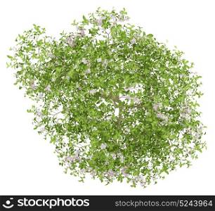 top view of flowering apple tree isolated on white background. 3d illustration