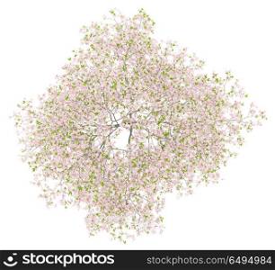 top view of flowering cherry tree isolated on white background. 3d illustration. top view of flowering cherry tree isolated on white background.