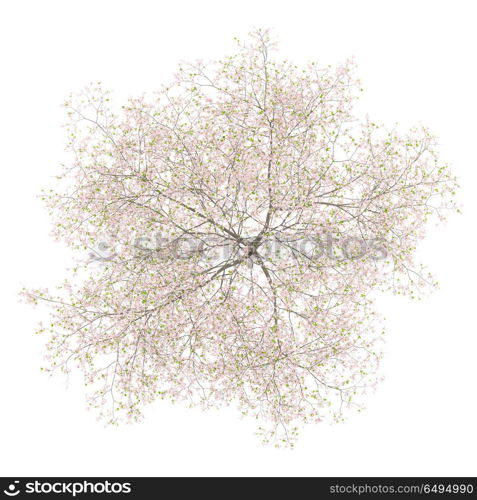 top view of flowering cherry tree isolated on white background. 3d illustration. top view of flowering cherry tree isolated on white background.