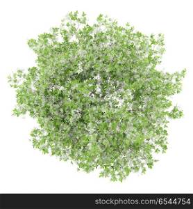 top view of flowering lemon tree isolated on white background. 3d illustration. top view of flowering lemon tree isolated on white background. 3