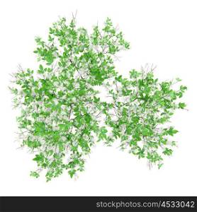 top view of flowering orange tree isolated on white background. 3d illustration