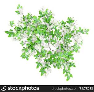 top view of flowering orange tree isolated on white background. 3d illustration. top view of flowering orange tree isolated on white background.