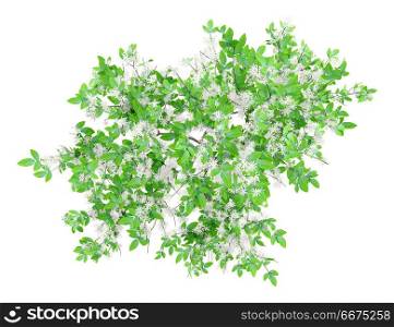 top view of flowering orange tree isolated on white background. 3d illustration. top view of flowering orange tree isolated on white background.