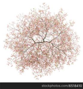 top view of flowering peach tree isolated on white background. 3d illustration. top view of flowering peach tree isolated on white background. 3