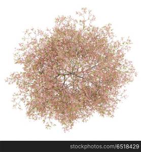 top view of flowering peach tree isolated on white background. 3d illustration. top view of flowering peach tree isolated on white background. 3